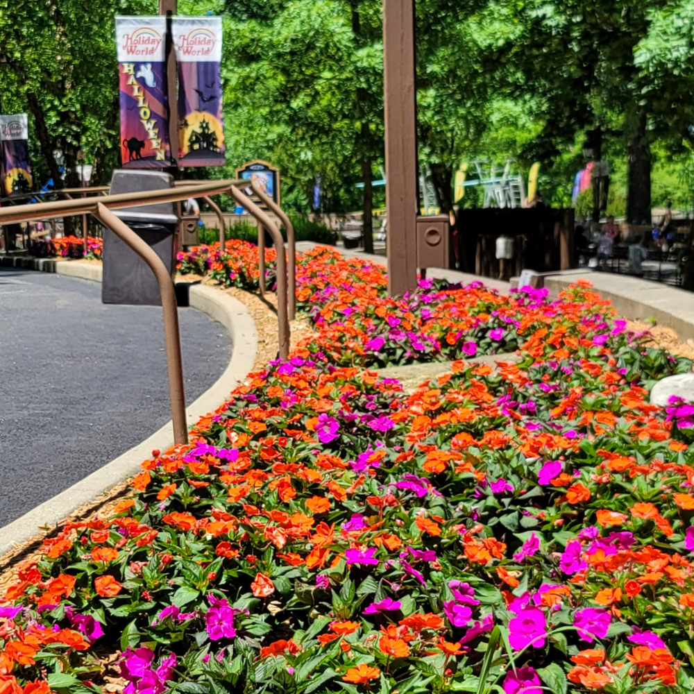SunPatiens flowers that are orange and purple that are on Halloween hill in Holiday World