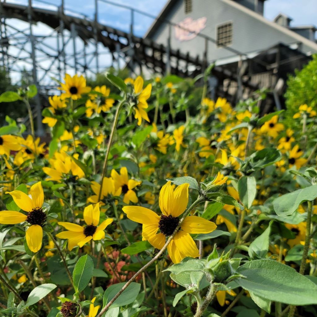 Yellow flowers located in front of The Voyage roller coaster.