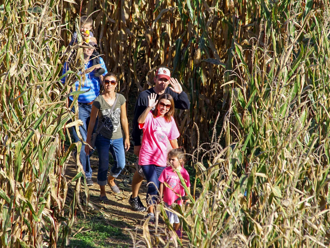 Guests traversing the pathways of the Corn Maze during Happy Halloween Weekends at Holiday World.