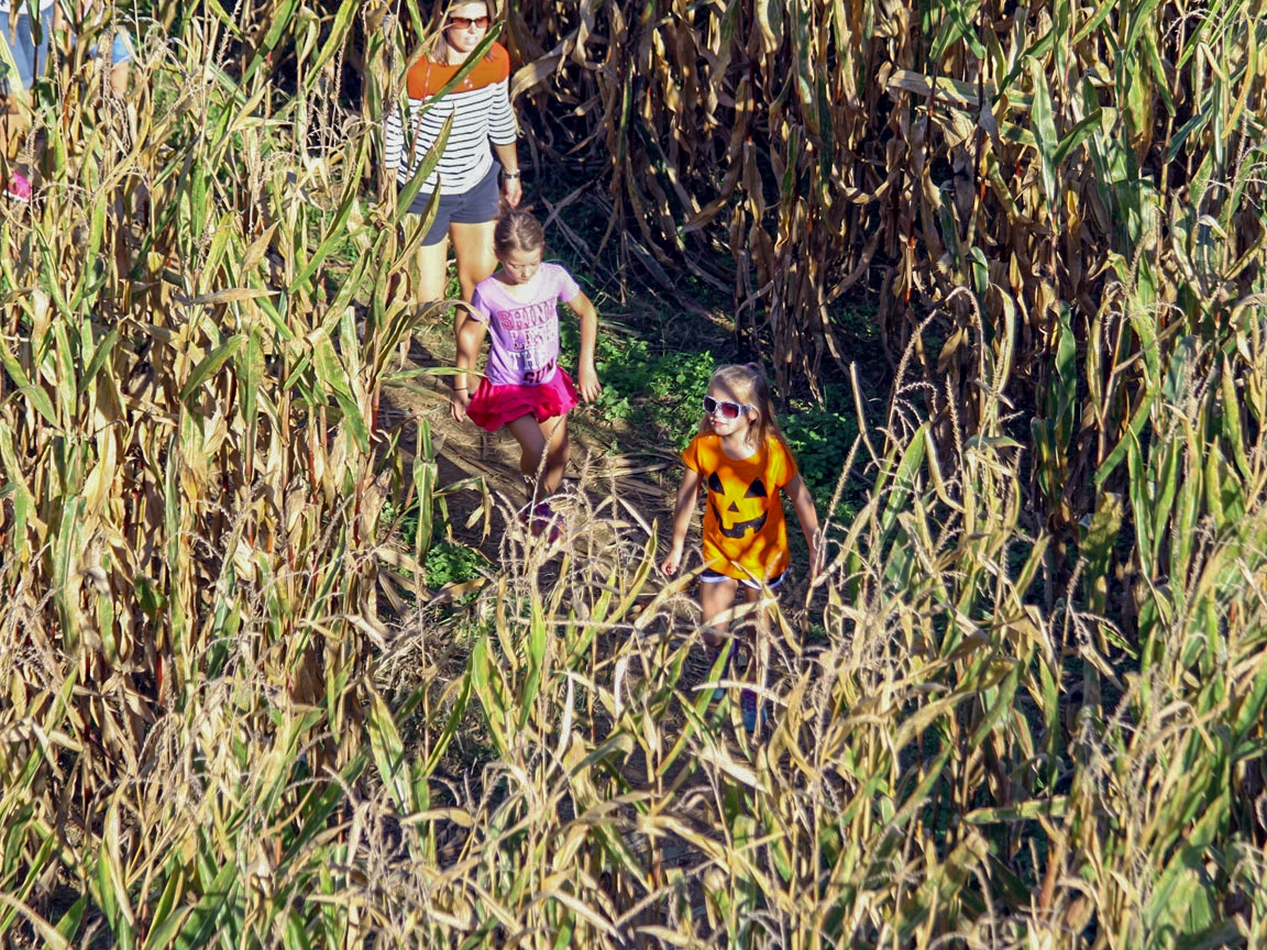 Guests traversing the pathways of the Corn Maze during Happy Halloween Weekends at Holiday World.