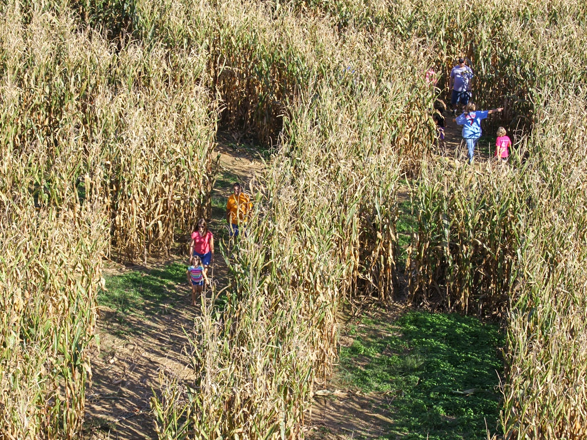 Guests traversing the pathways of the Corn Maze during Happy Halloween Weekends at Holiday World.