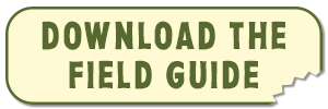 Download the Dinosaur Field Guide
